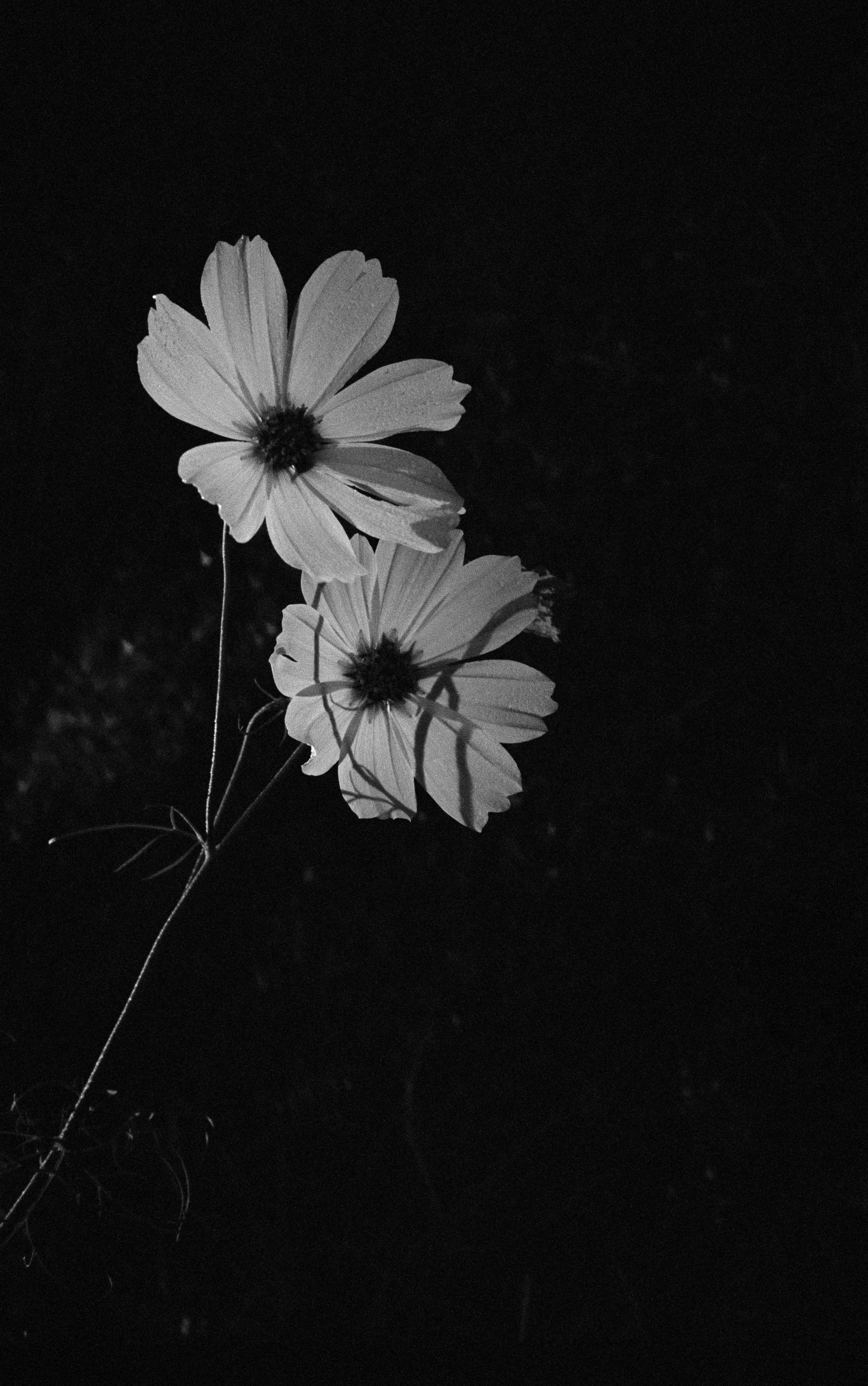 Cosmos Illuminated by Georgia Hilmer, 2018 — personal cosmos