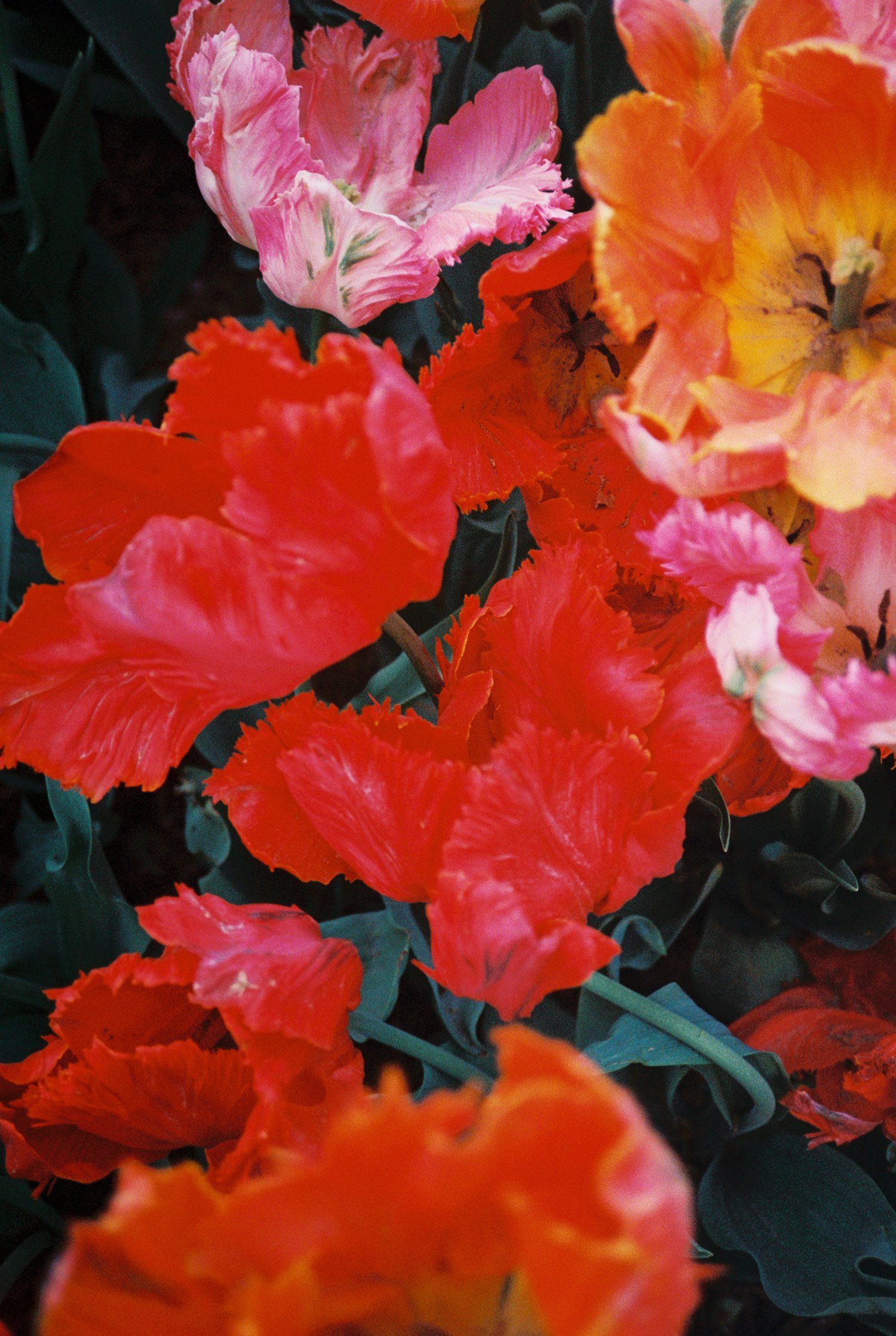 Parrot Tulips Ariot by Georgia Hilmer, 2016 — personal tulips 01