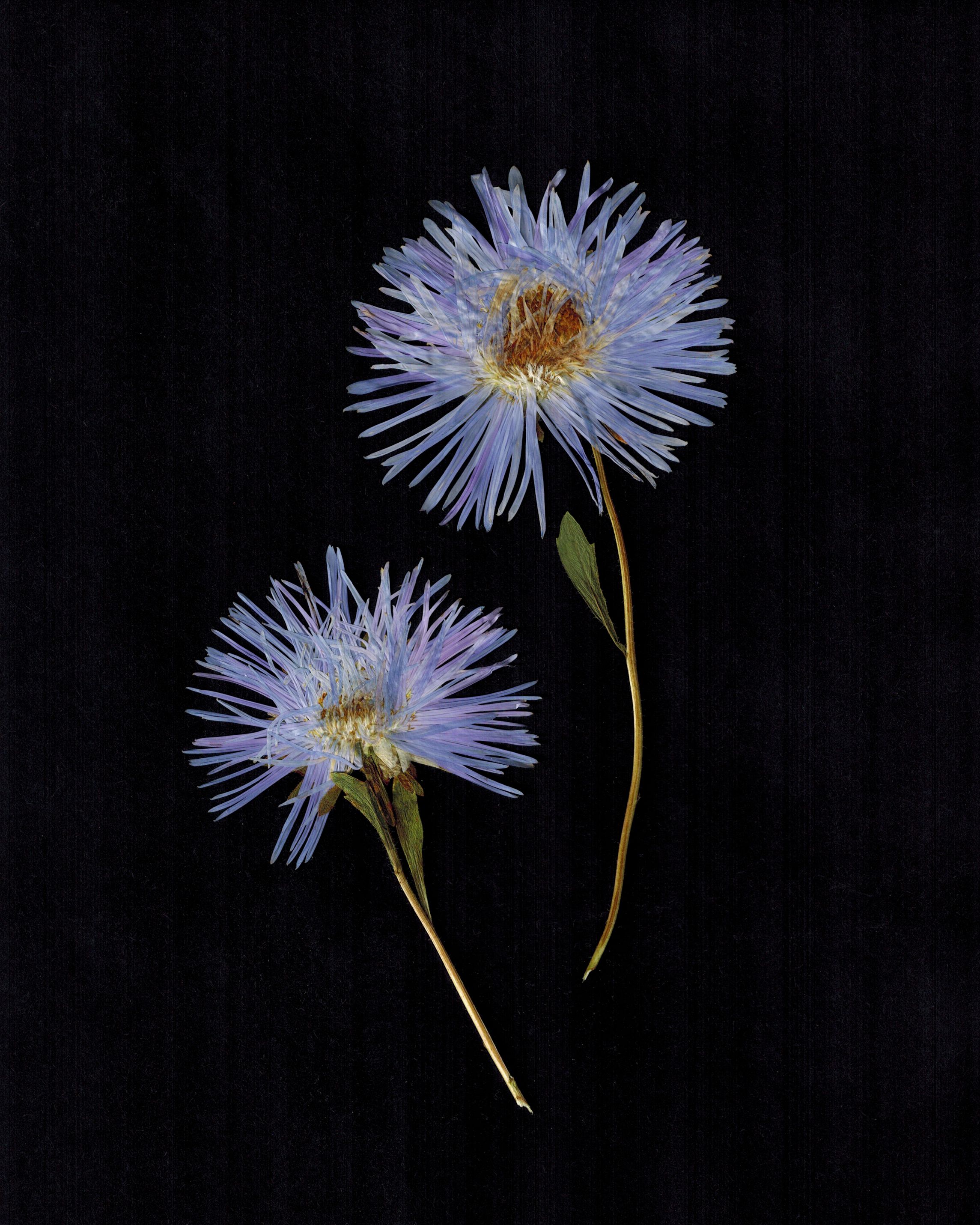 Aster Exploded by Georgia Hilmer, 2025 — personal aster