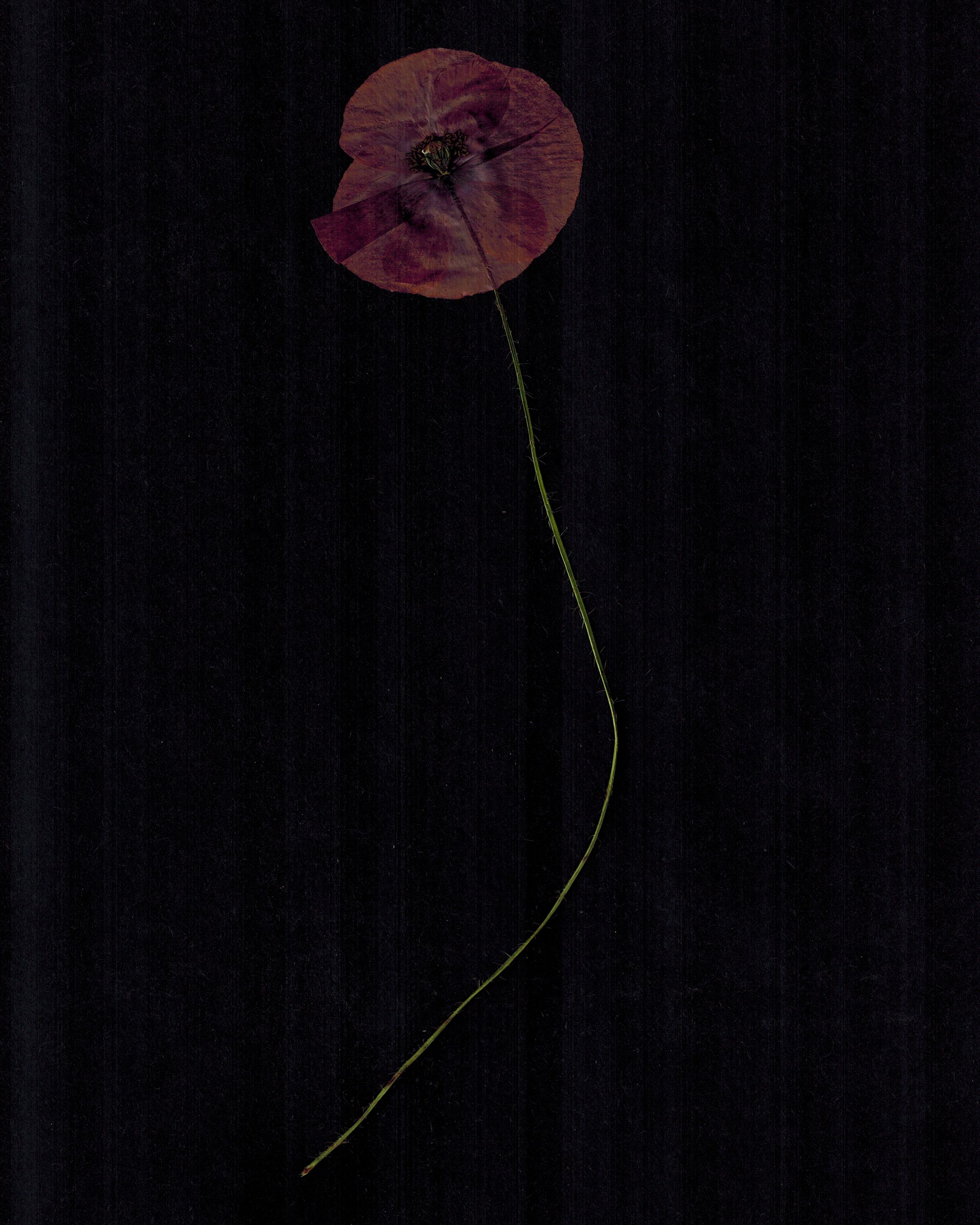 Gossamer Poppy by Georgia Hilmer, 2025 — personal poppy