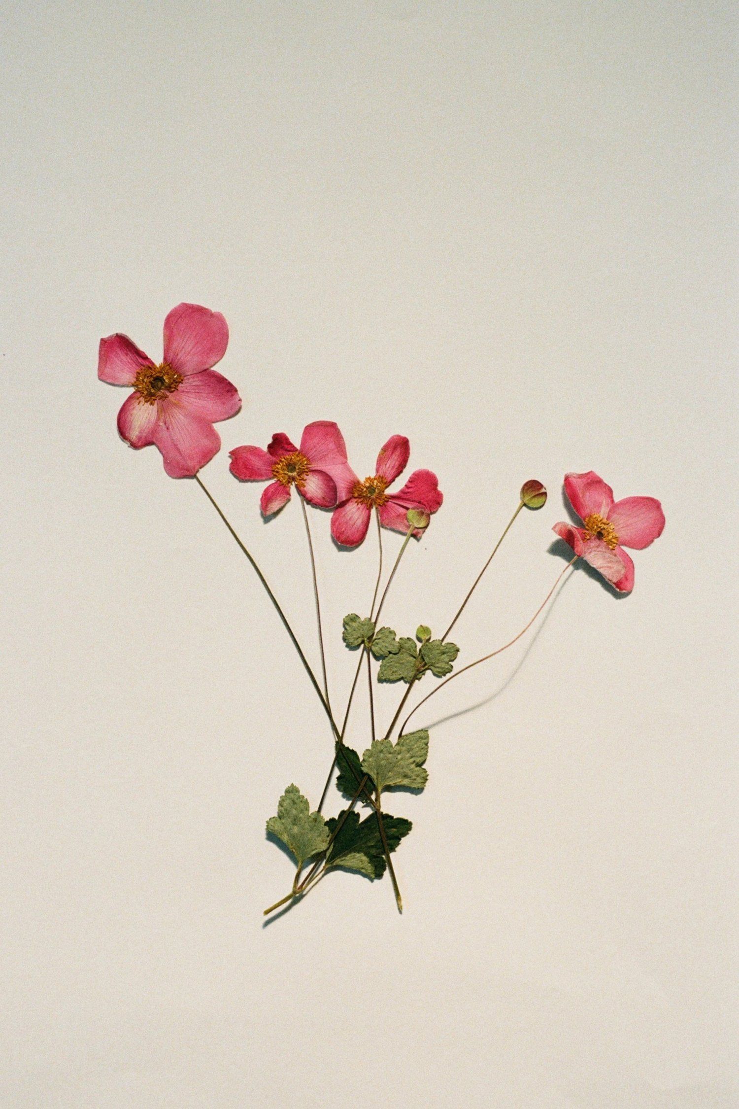 Anemones, Flattened by Georgia Hilmer, 2026 — personal anemones