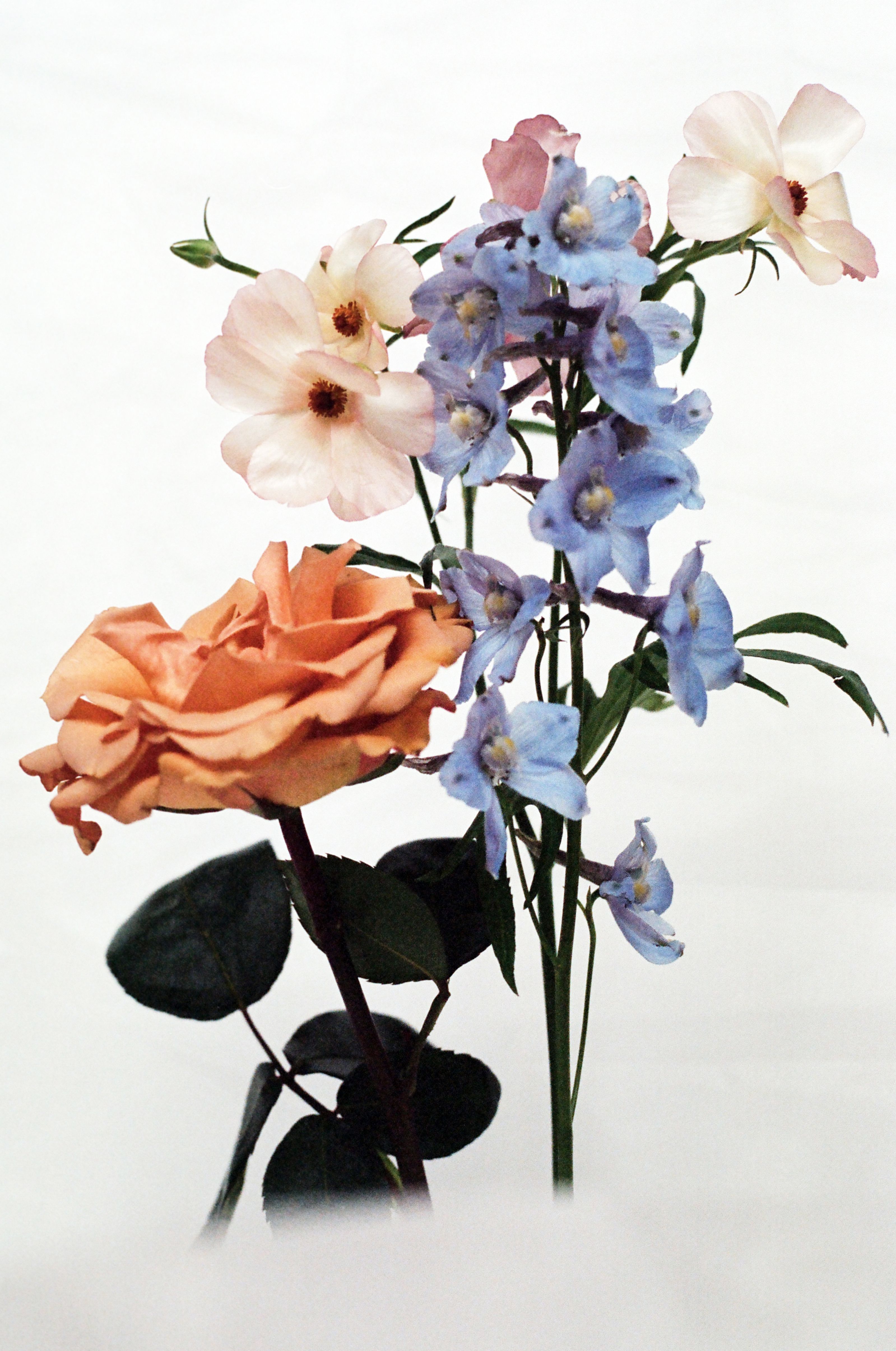 Fist of Flowers by Georgia Hilmer, 2026 — personal fist of flowers