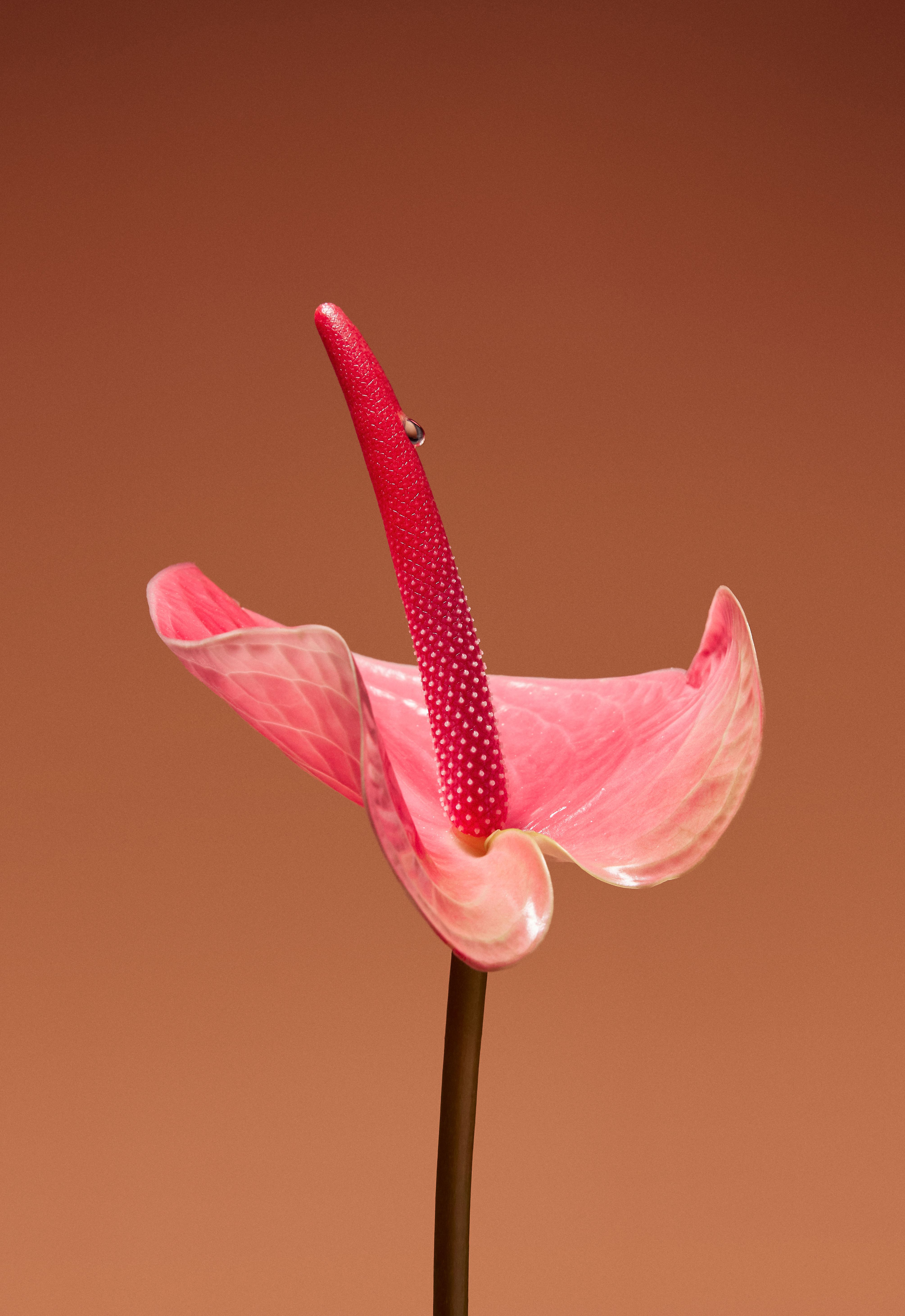 Hims & Hers by JoJo Li, 2024 — hims and hers flower