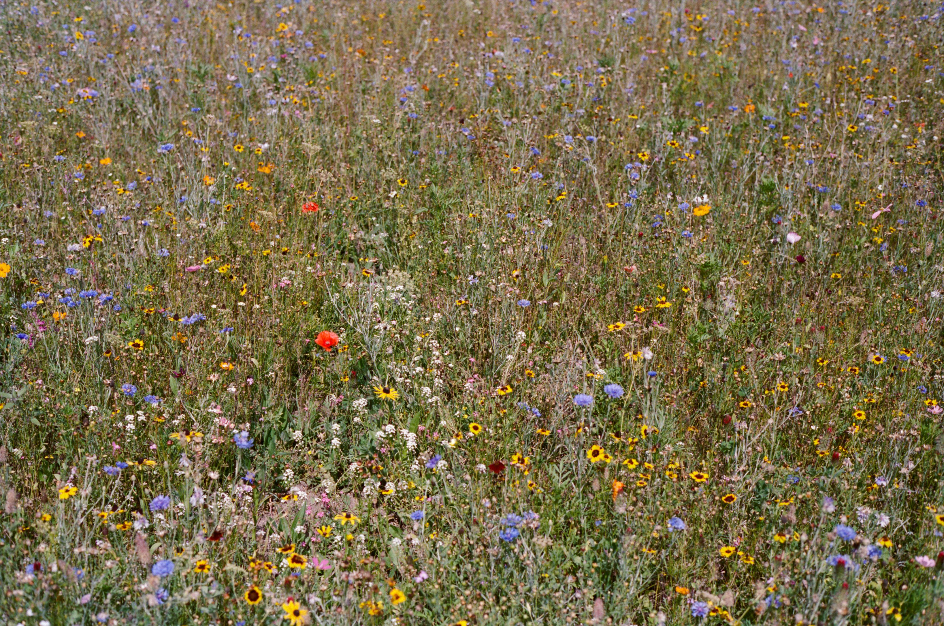 Field of Dreams by Georgia Hilmer, 2026 — personal dreams
