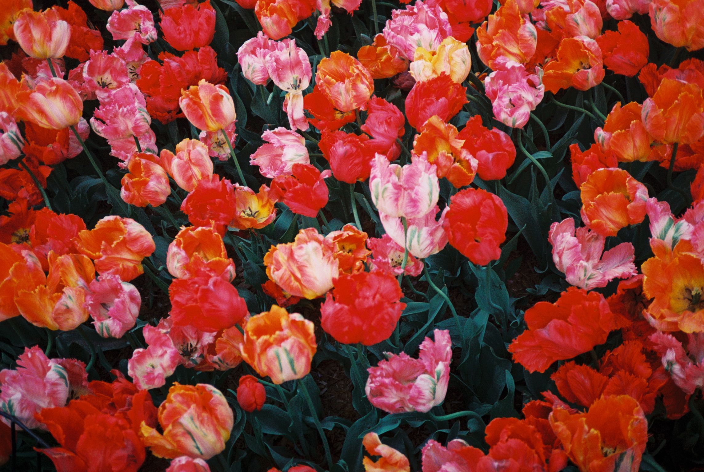 Parrot Tulips Unfurling by Georgia Hilmer, 2026 — personal tulips